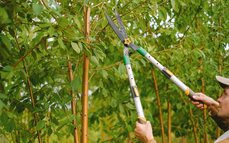 Tree trimming in Loyalhanna, PA
